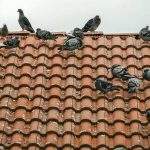 how to keep birds from nesting under roof tiles
