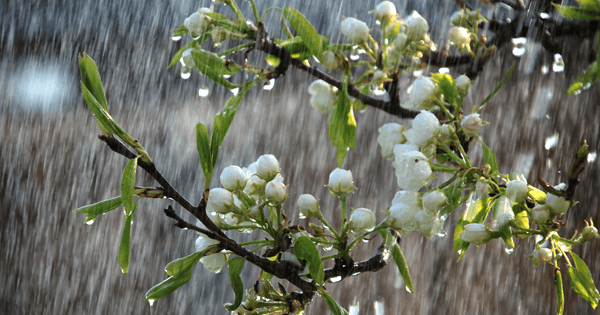 Top 10 Monsoon Gardening & Terrace Design Tips