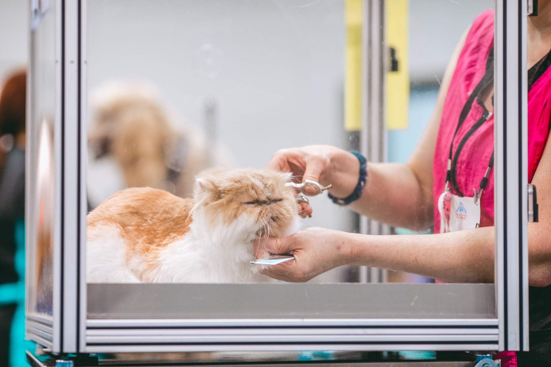 How to Set Up a Pet Grooming Business in Dubai?