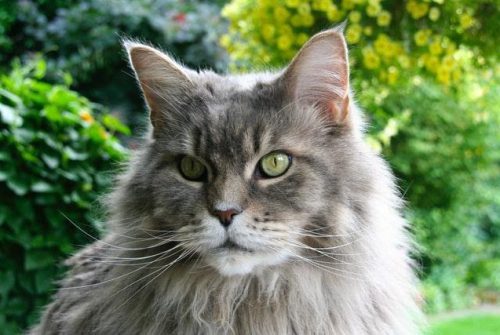 The Best Of The Big Domesticated Cat Breeds