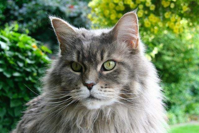 The Best Of The Big Domesticated Cat Breeds