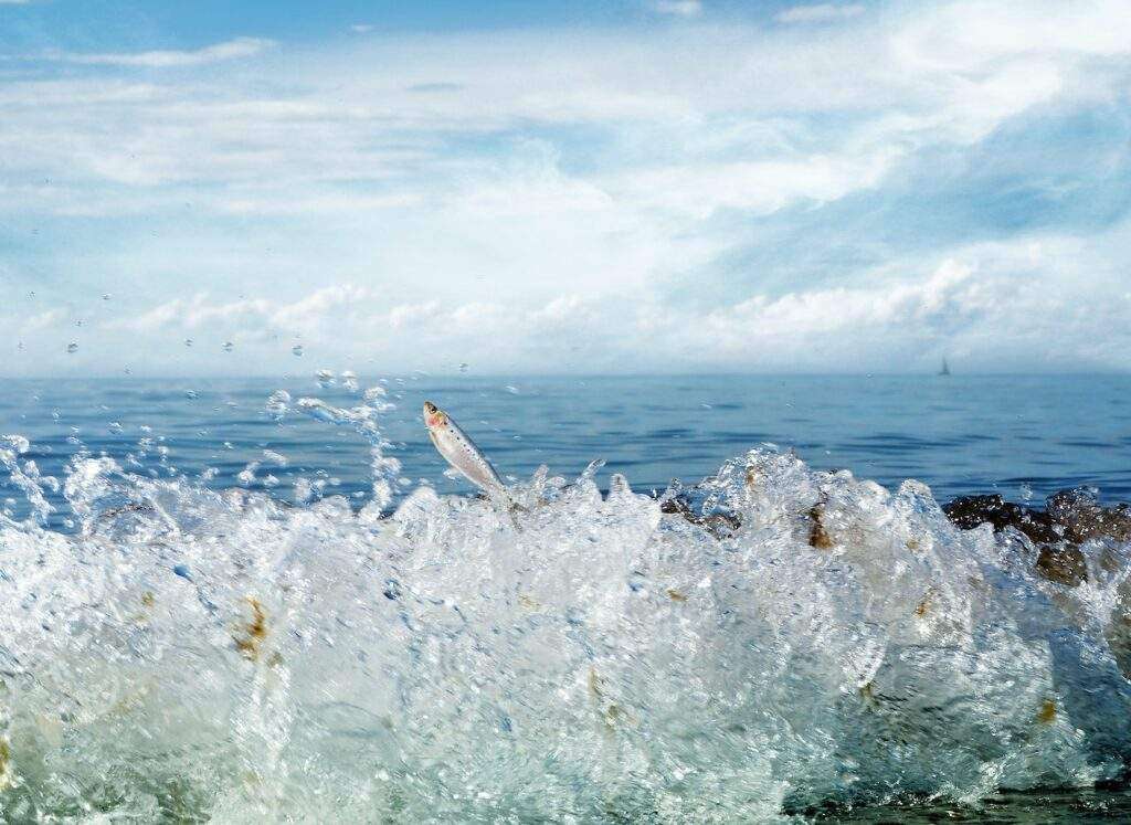 Fish Jump Out Of Water