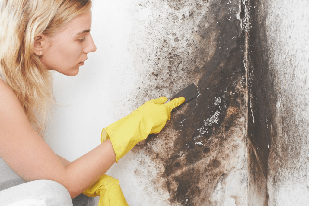 Mold Removal From Homes