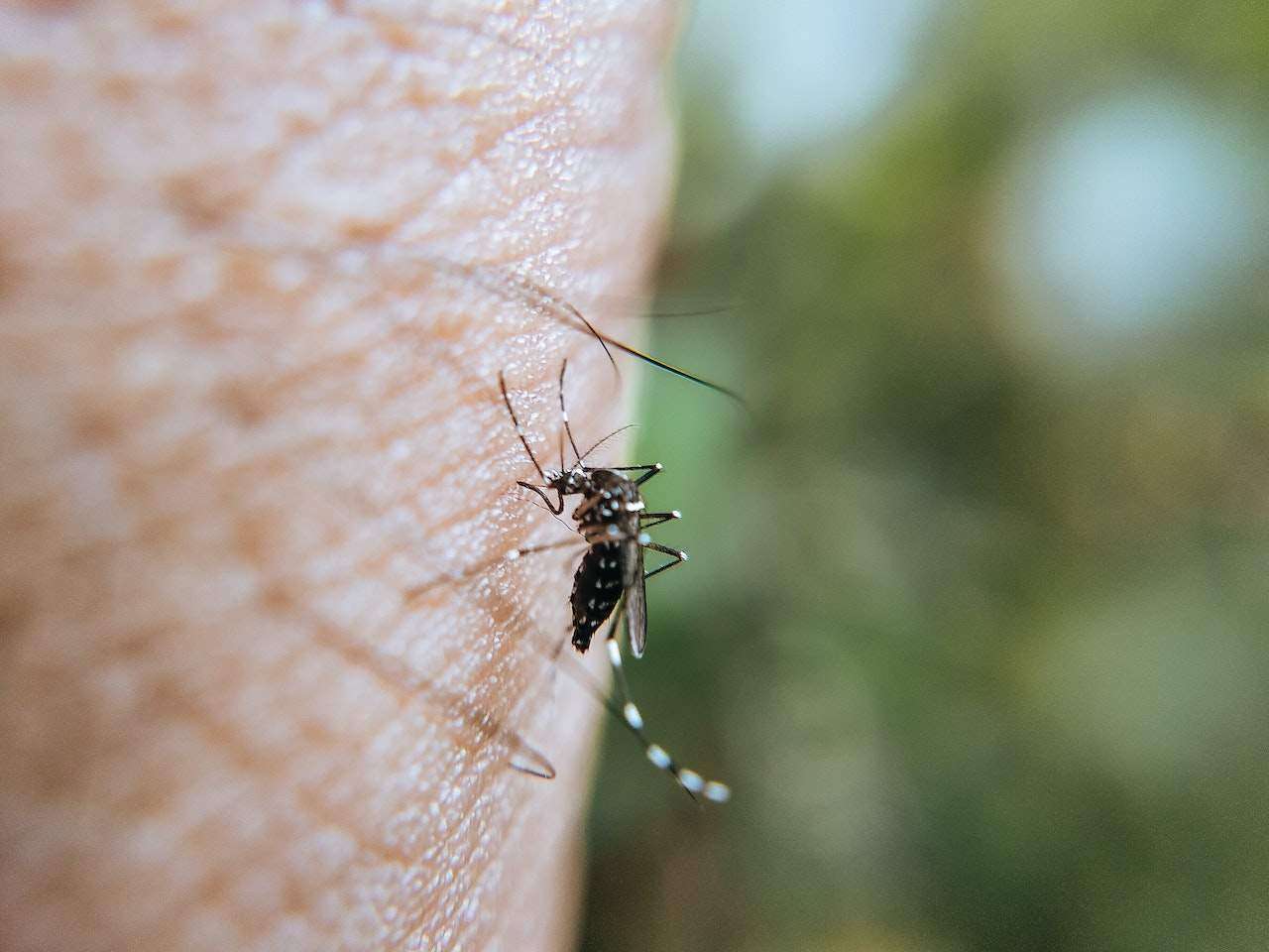 Why Regular Mosquito Control Is Important for a Healthy and Safe Home