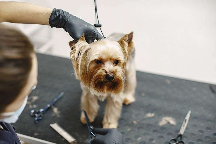 Yorkie Haircuts For Your Puppy