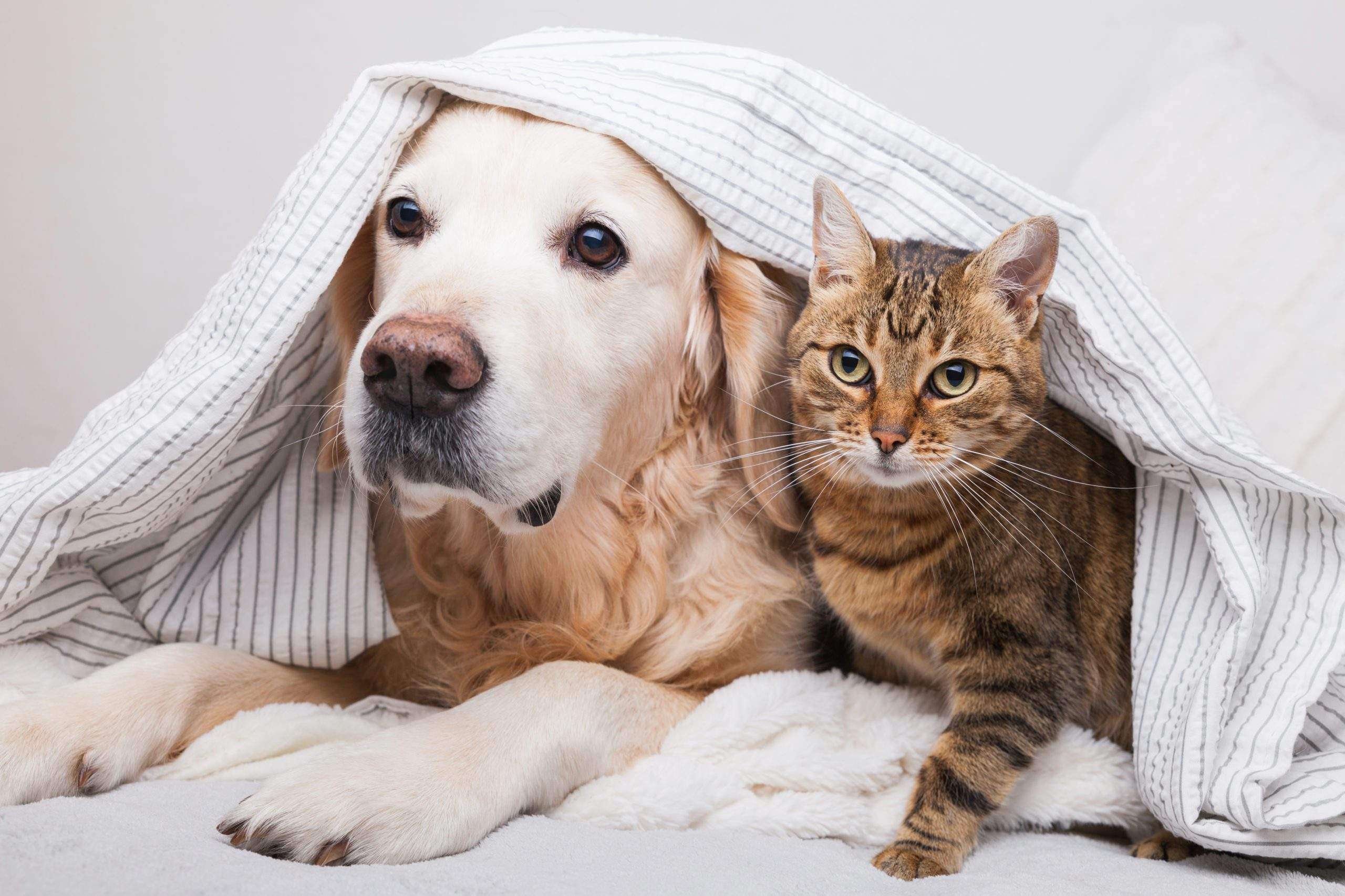 Cat and Dog to Get Along