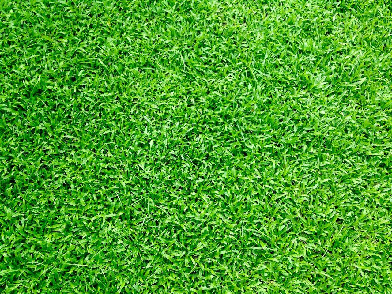 Professional Artificial Grass Installation Agency
