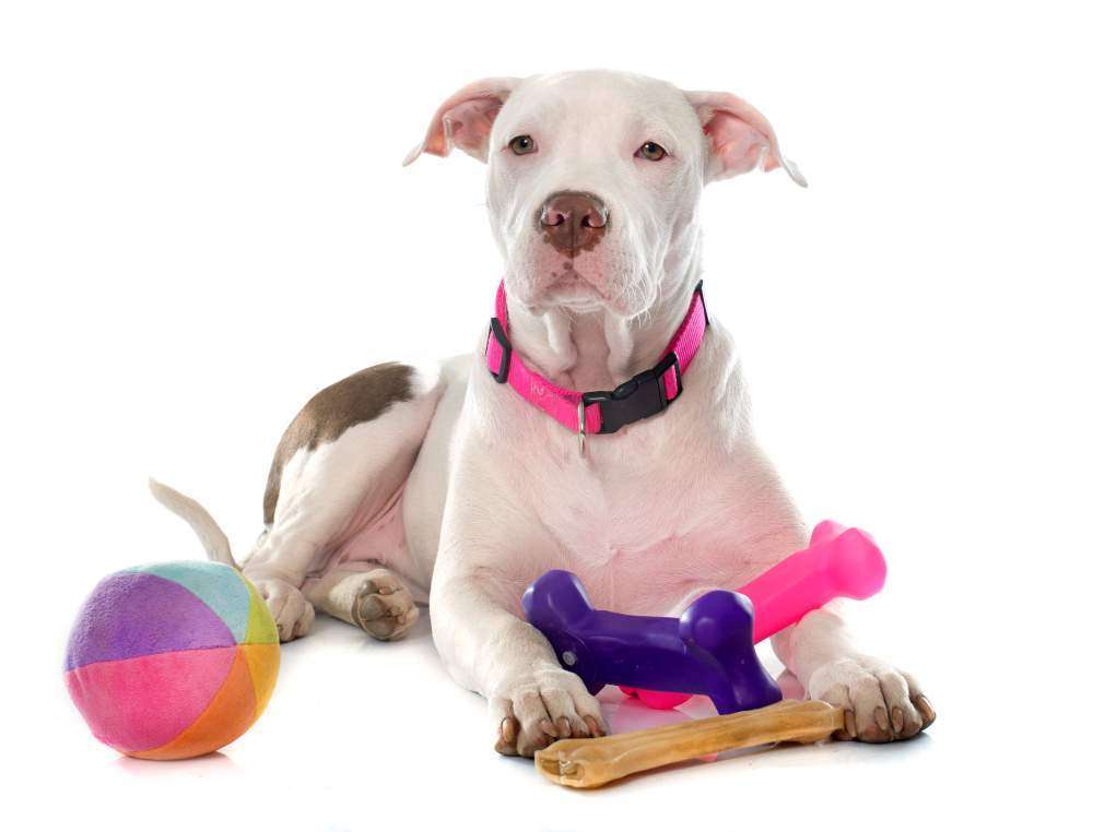 Dog Toys for Puppies
