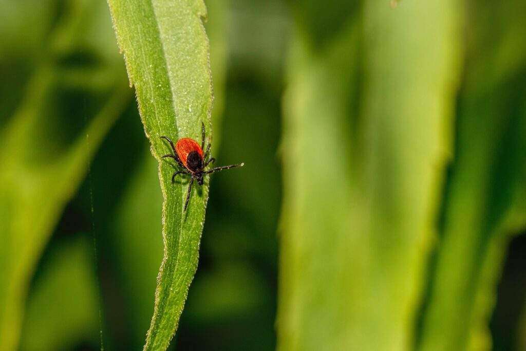 Protecting Yourself Against Ticks