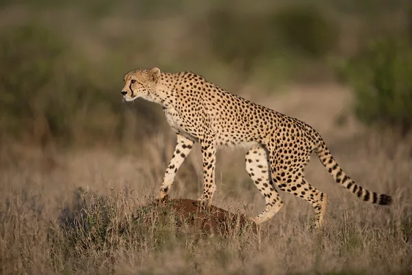 How Fast Can A Cheetah Run And Other Fastest Animals On The Earth?